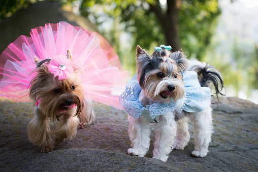 two dogs in wedding dresses with a hairdress on a stone