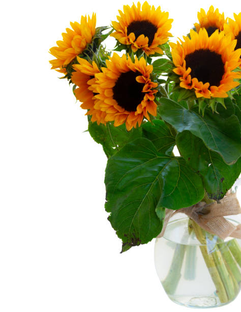 istock Dahlia and sunflowers 1013850900