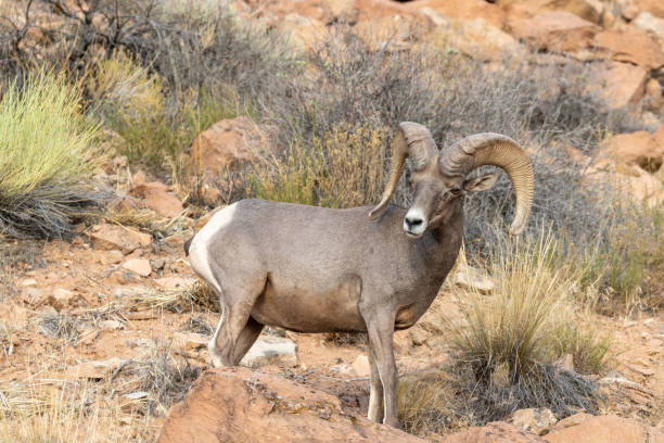 istock Desert Bighorn Sheep Ram 1013855872