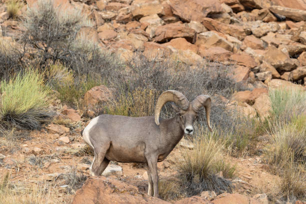 istock Desert Bighorn Sheep Ram 1013858170