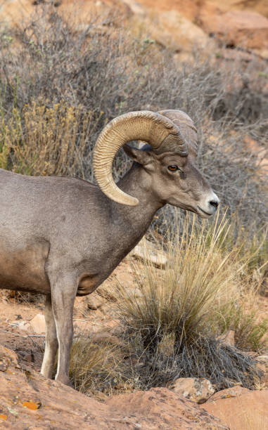 istock Desert Bighorn Sheep Ram 1013858328