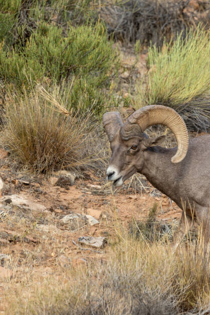 istock Desert Bighorn Sheep Ram 1013858440