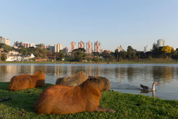 Capybara resting. Barigui Park in Curitiba Parana Brazil. capybara stock pictures, royalty-free photos & images