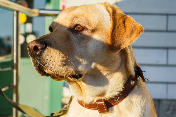 istock The dog is waiting for its owner 1013863430