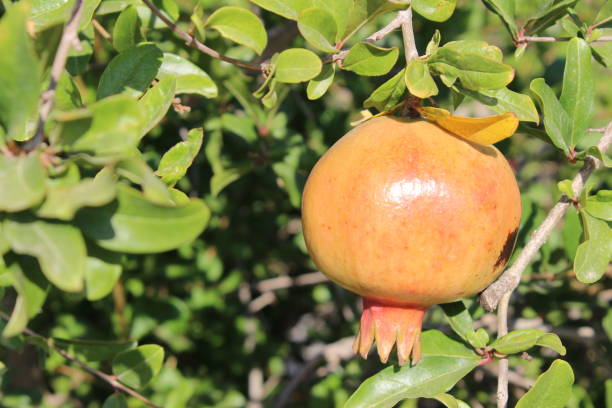 istock Pomegranate fruit close up photo 1013863710