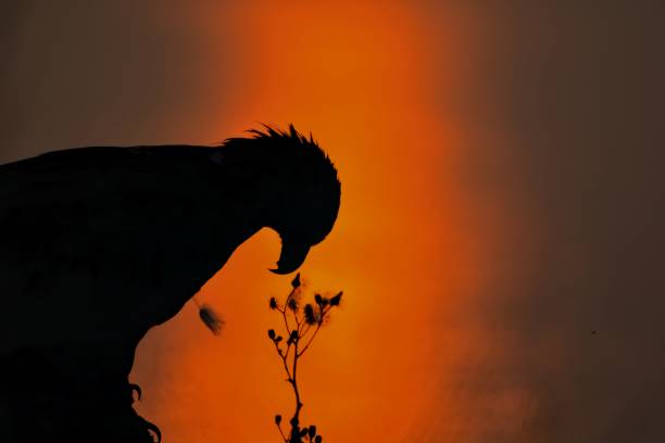 bald eagle silhouette smelling flowers