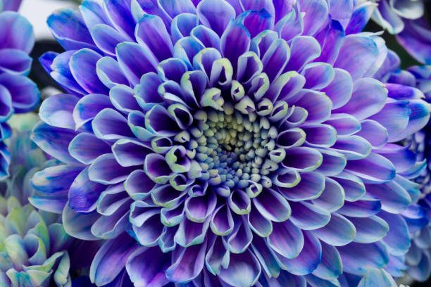 istock blue chrysanthemum flowers 1013866490