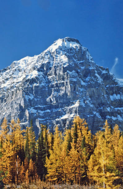 istock Larch tree changing color in late September 1013870030