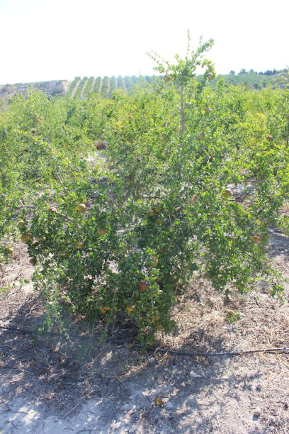 istock Various pomegranate fruits in the field 1013870752