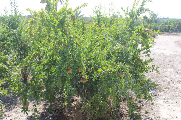 istock Various pomegranate fruits in the field 1013870844