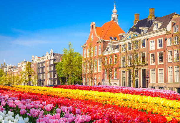 istock Traditional old buildings and tulips in Amsterdam, Netherlands 1013896016