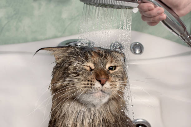 Wet cat in the bath Wet cat in the bath. Funny cat. Maine Coon cat water stock pictures, royalty-free photos & images