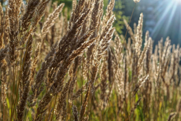 istock Stem of a plant on a blurred background 1013900970