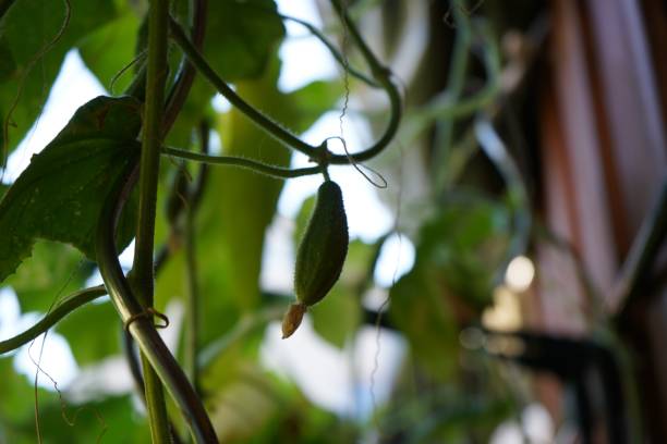 istock Young cucumbers on the plant 1013901324