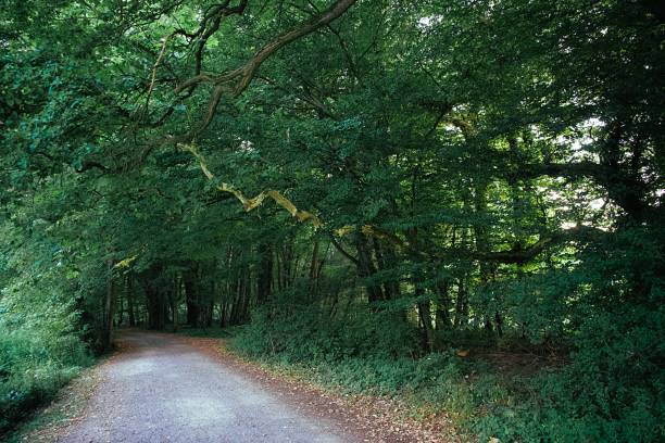 istock Walkway through a forest next to a field in Germany 1013901386