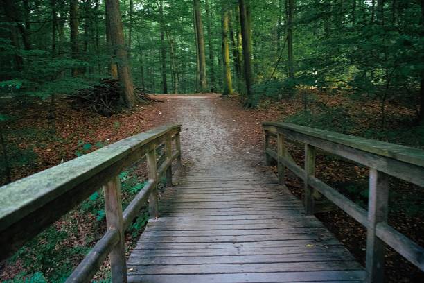 istock Walkway through a forest next to a field in Germany 1013901414