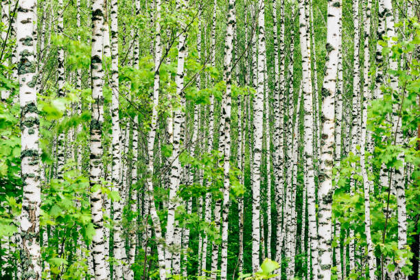 fundo de bétula - birch bark birch tree wood - fotografias e filmes do acervo