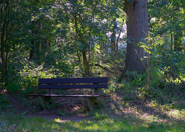 Old bench with trees in forest, Brittany, France