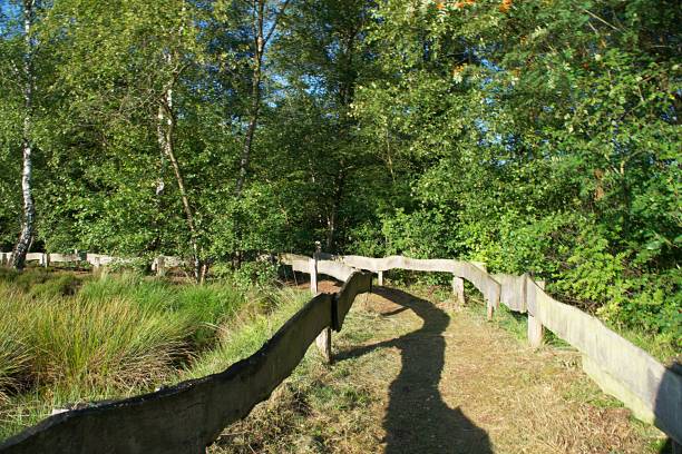 istock Walkway through a forest next to a field in Germany 1013904480
