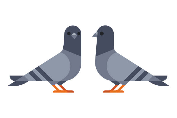 ilustrações de stock, clip art, desenhos animados e ícones de two pigeons simple illustration - common wood pigeon