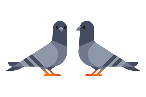 Two cartoon pigeons in modern geometric flat design style. Isolated vector icon illustration.