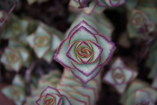 Gorgeous areal close-up of a String of Buttons - or Crassula Perforata Gorgeous areal close-up of a String of Buttons - or Crassula Perforata - a native of South Africa. crassula stock pictures, royalty-free photos & images