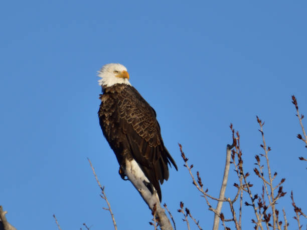 istock Birds in the Wild 1013913412