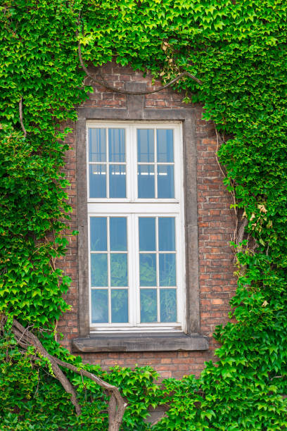 istock a dense vine on a brick wall around the window 1013913548
