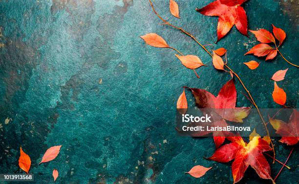 Roten Herbstlaub Auf Türkis Blauem Hintergrund Kopieren Sie Raum Ansicht Von Oben Stockfoto und mehr Bilder von Herbst