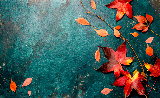 Autumn red leaves on blue turquoise background. Copy space. Top view.
