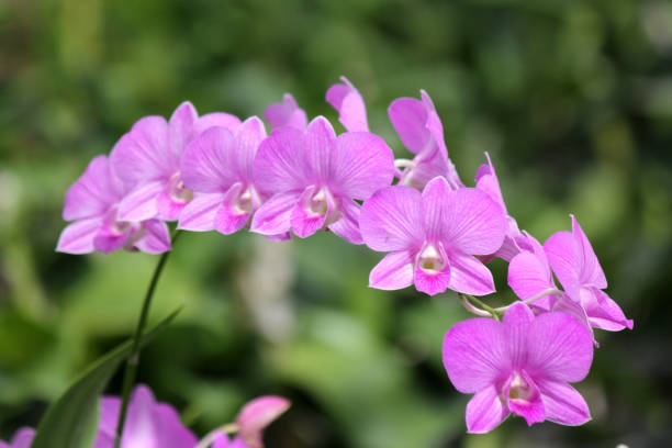 istock beautiful purple orchid flower 1013916612