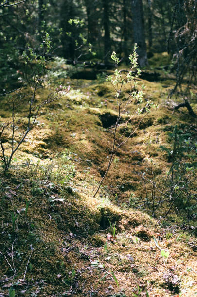 istock Lush mossy area in Kananaskis 1013921426