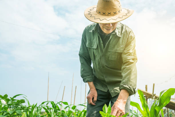 istock asian old man checking the corn in the field 1013921714