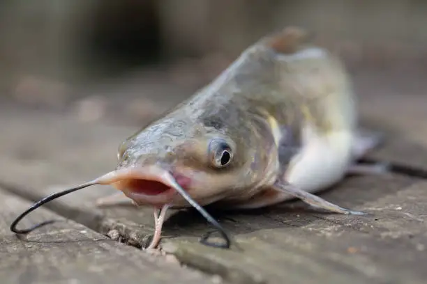 Photo of Catfish Caught in Louisiana