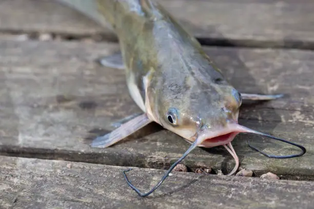 Photo of Catfish Caught in Louisiana