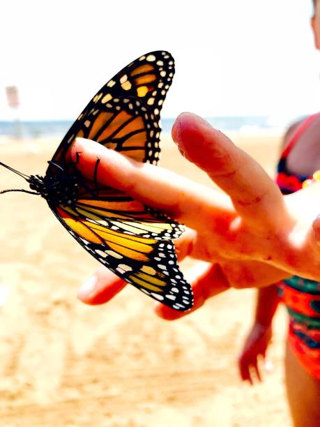 Butterfly lands on my hand in the sand in Michigan Large black and yellow butterfly captured in a four year old child’s hand on the shoreline of Lake Michigan gladstone michigan photos stock pictures, royalty-free photos & images