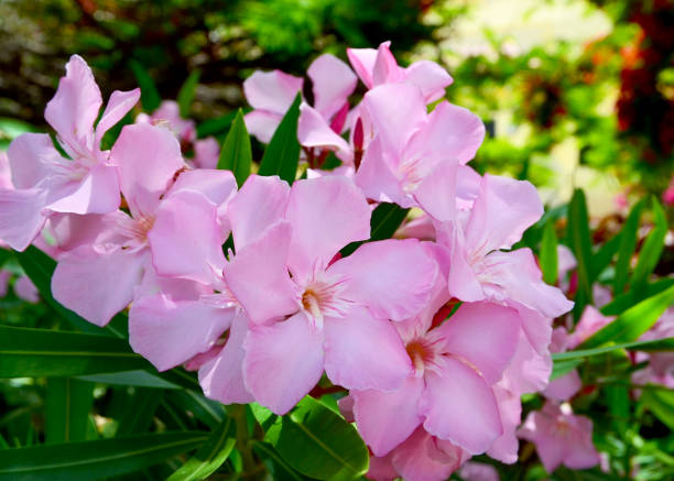 istock Blooming oleander(Oleander Nerium) with beautiful pink flowers close up 1013929048