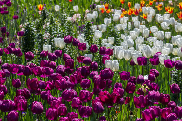 espetacular campo brilhante de uma variedade de espécie de tulipa - field flower danish culture sunlight - fotografias e filmes do acervo