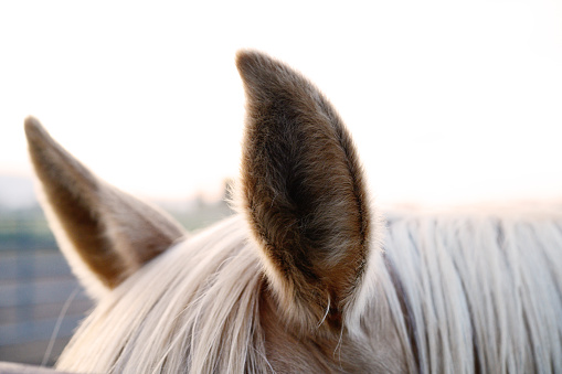 This is a color photograph of the ears and mane of a blond colored horse on a ranch in Spanish Fork, Utah in western USA.