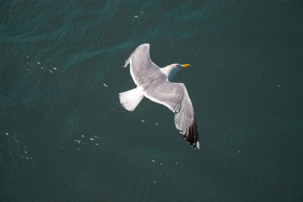 Single seagull flying with with sea as a background