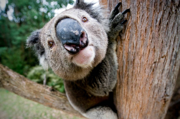Koala in a Tree. stock photo