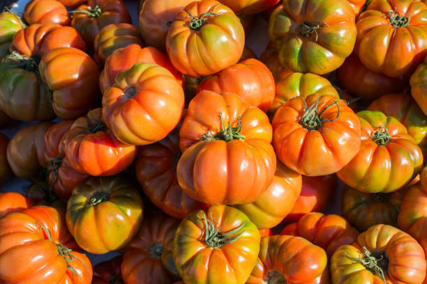 istock tasty fresh tomatos in view 1013939706