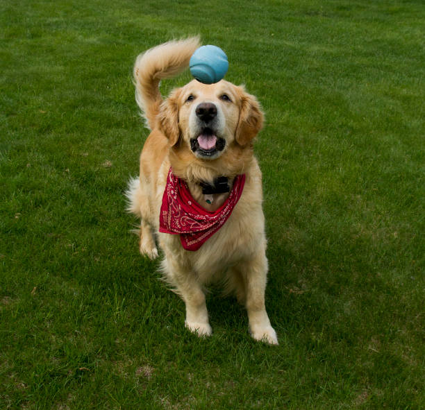 istock Golden Retriever action shot 1013942904
