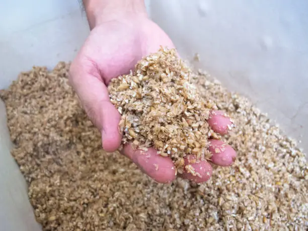 Photo of Spent Grain in hand : Homebrewing