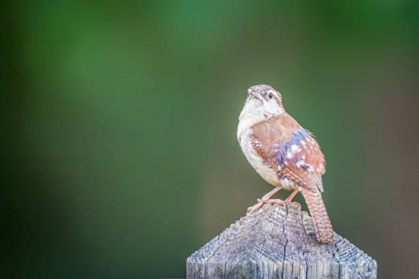 carolina wren on a fence post