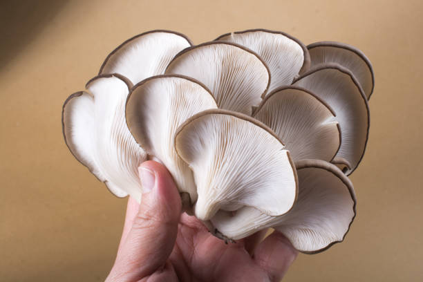 Oyster mushroom or Pleurotus ostreatus mushroom Oyster mushroom or Pleurotus ostreatus as easily cultivated mushroom hypha photos stock pictures, royalty-free photos & images