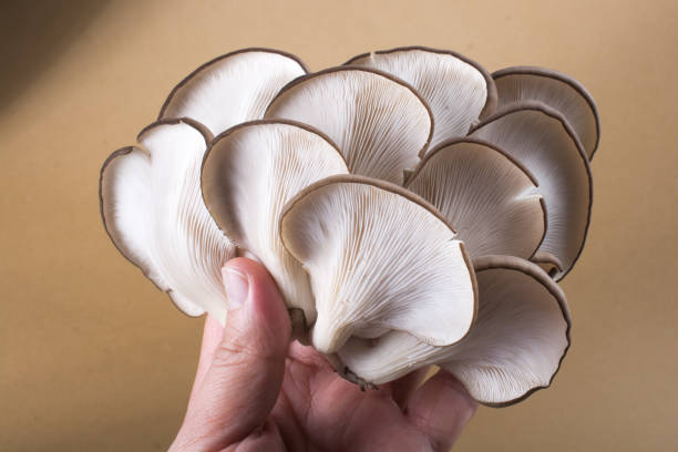 cogumelo-ostra ou pleurotus ostreatus cogumelo - fungus part - fotografias e filmes do acervo