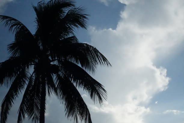 letnia palma silhoute - silhoute zdjęcia i obrazy z banku zdjęć