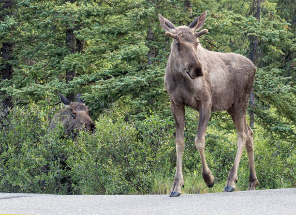istock Wild Moose - Denali National Park 1013963586