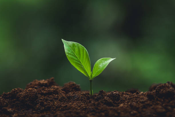 istock Young tree Tree Planting Tree care Watering a tree in nature,Growing trees 1013964162